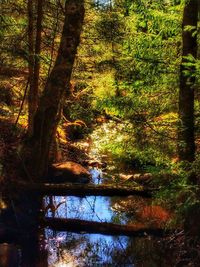 Reflection of trees in lake