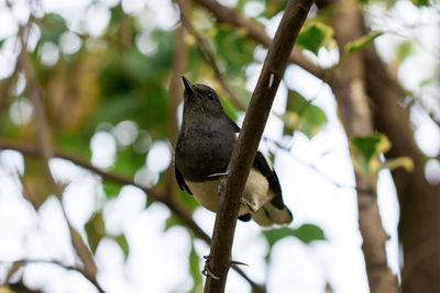 Low angle view of bird perching on branch