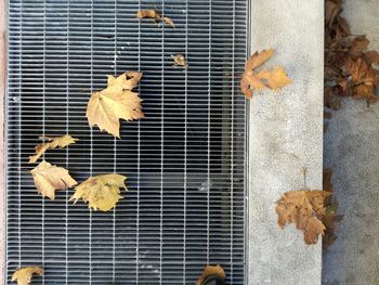 Autumn leaves on metal