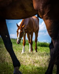 Horse grazing in a field