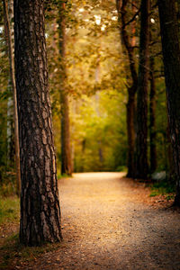 Trees growing in forest