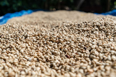 Close-up of coffee beans