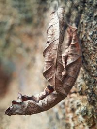 Close-up of dry leaf on tree