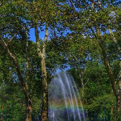 Low angle view of trees against sky in forest
