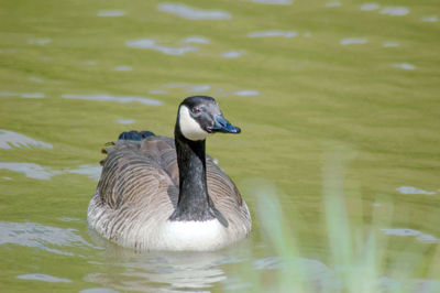 Duck swimming in lake