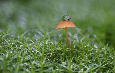 Close-up of mushroom with water droplet