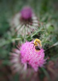 Close-up of bee on pink flower