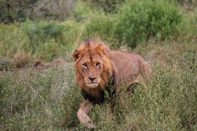 Portrait of lion