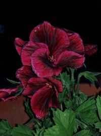 Close-up of red flower against black background