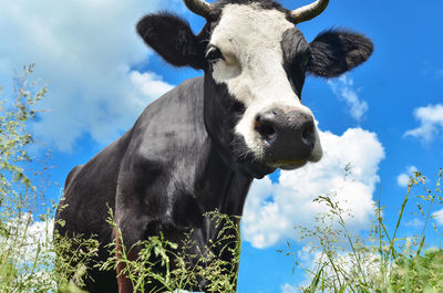 Low angle view of cow on plants against sky