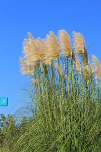 Low angle view of plants against clear blue sky