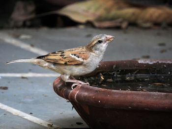 Close-up of bird perching