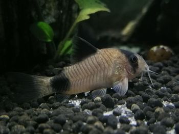 Close-up of fish swimming in aquarium