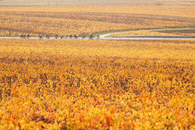 Scenic view of field