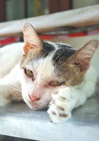 Close-up portrait of cat