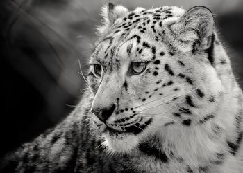 Close-up of leopard looking away