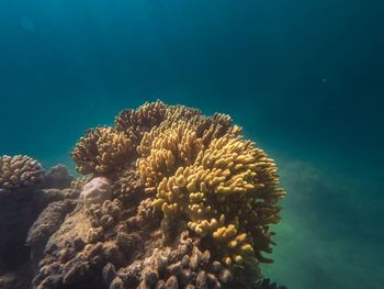 Close-up of coral in sea