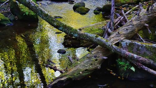 Full frame shot of tree trunk