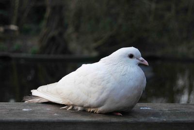 Close-up of seagull perching on railing