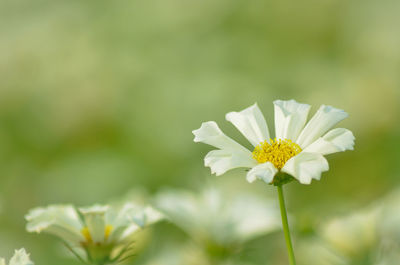 Close-up of white flowers blooming outdoors