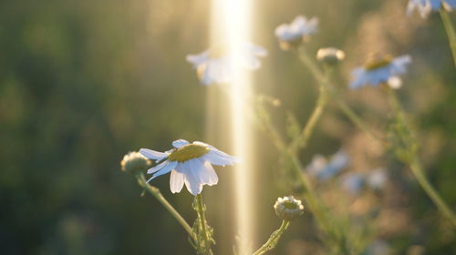 Close-up of white flowering plant
