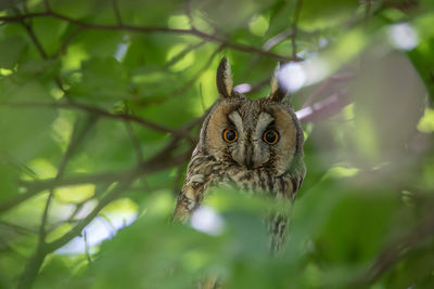 Close-up portrait of an animal