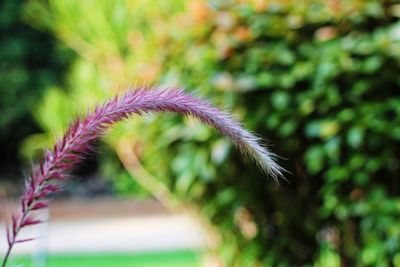 Close-up of plant