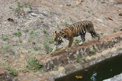 Close-up of an animal on white surface