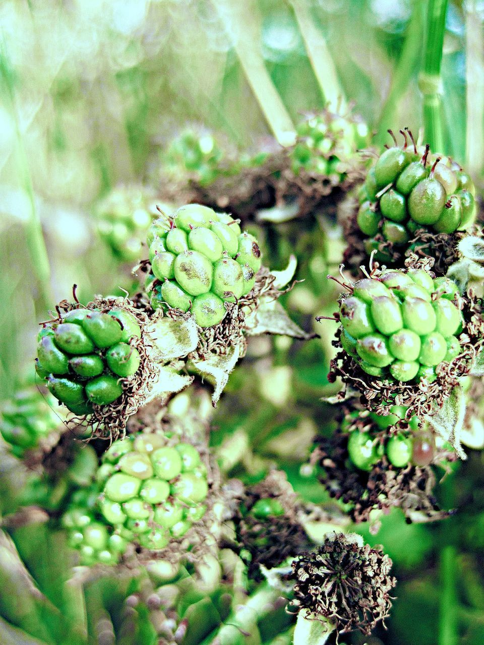 CLOSE-UP OF BERRIES