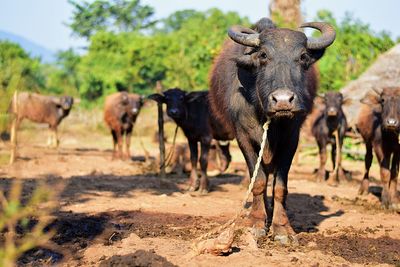 Portrait of cows standing on field