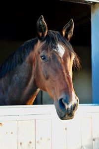 Close-up of horse