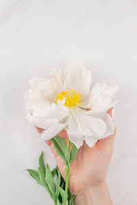 High angle view of woman holding flower against white background