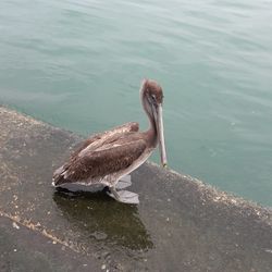 High angle view of bird on lake