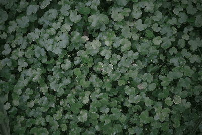 Full frame shot of plants