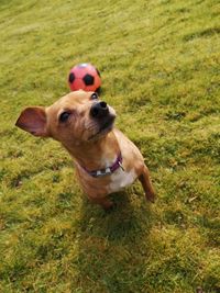 Dog running on grass