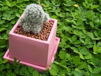 Close-up of potted plant