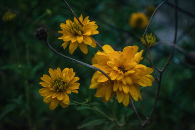 Close-up of yellow flowering plant