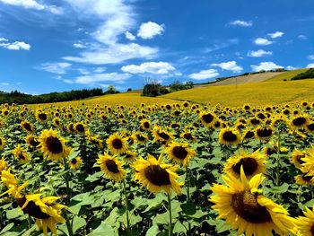 Scenic view of sunflower field against sky