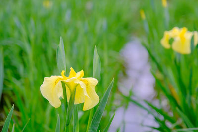 Close-up of yellow daffodil flowers on field