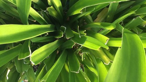 Full frame shot of green leaves