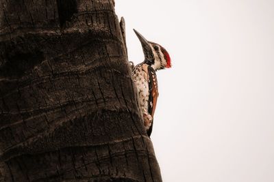 Low angle view of bird perching on tree against sky