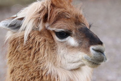 Close-up of a horse