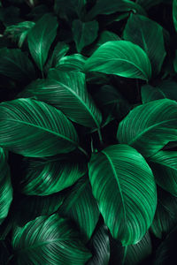 Full frame shot of green leaves