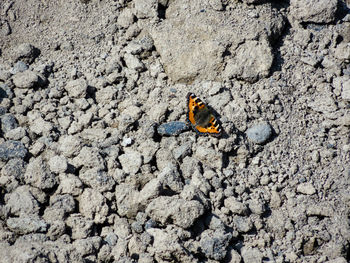 High angle view of insect on sand