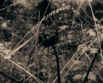Close-up of dried thistle against sky