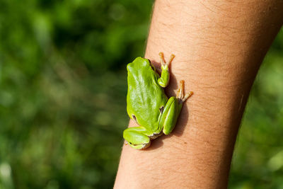 A beautiful green frog in summer