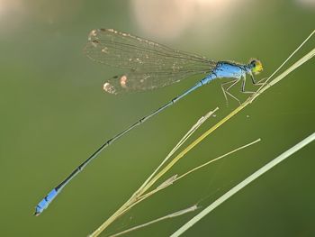 Close-up of dragonfly on leaf against blurred background