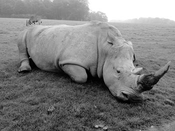 Rhinoceros resting on grassy field