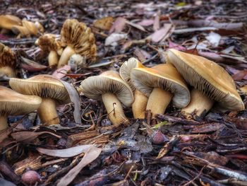 Close-up of mushrooms on dry leaves