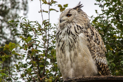 Low angle view of owl perching on tree